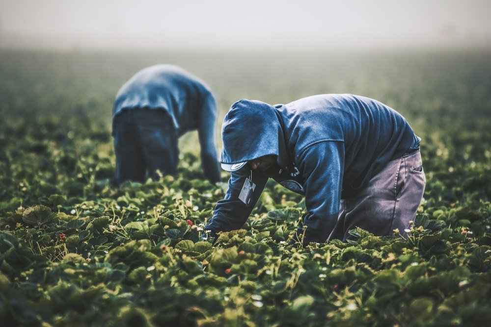 Person kneeling in a green crop field