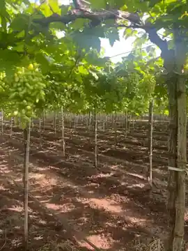 Pre-harvest Grape Check