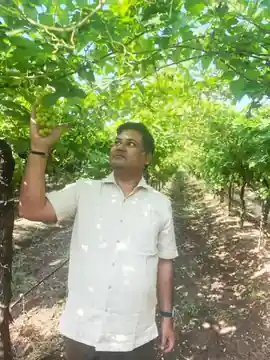 Grape Quality Inspection