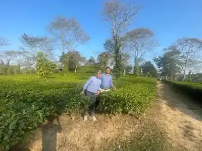 Tea Estate Audit Visit