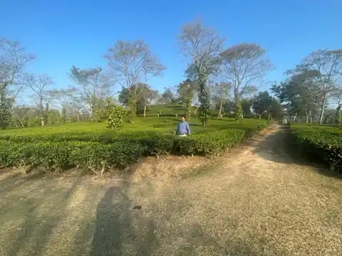 Tea Plantation Inspection