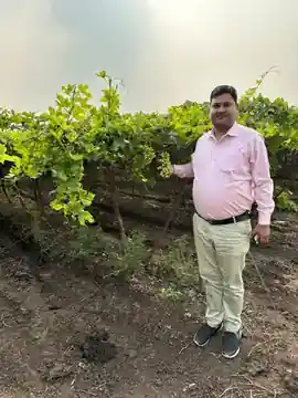 Vineyard Assessment