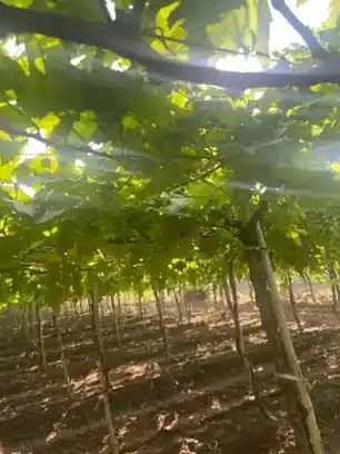Vineyard Canopy Check