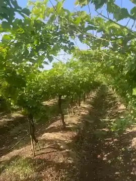 Vineyard Rows Survey